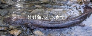 ​娃娃鱼吃什么食物