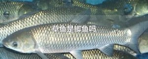 ​草鱼是鲫鱼吗