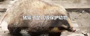​猪獾子是几级保护动物