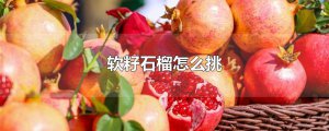 ​软籽石榴怎么挑