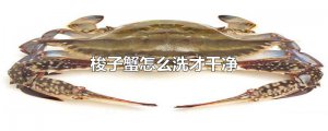 ​梭子蟹怎么洗才干净