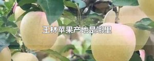 ​王林苹果产地是哪里