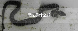 ​黑蛇是什么蛇