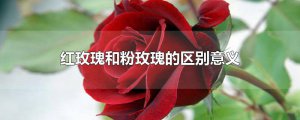 ​红玫瑰和粉玫瑰的区别意义
