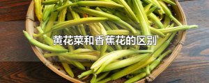 ​黄花菜和香蕉花的区别