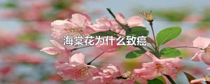 ​海棠花为什么致癌
