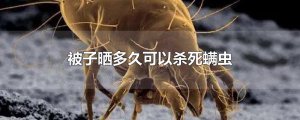 ​被子晒多久可以杀死螨虫