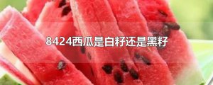 ​8424西瓜是白籽还是黑籽