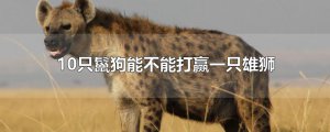​10只鬣狗能不能打赢一只雄狮