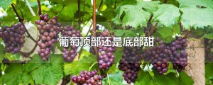 ​葡萄顶部还是底部甜