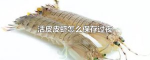 ​活皮皮虾怎么保存过夜