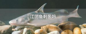 ​江团鱼刺多吗