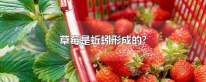 ​草莓是蚯蚓形成的?
