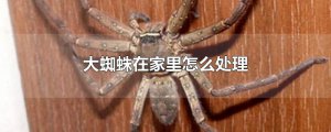 ​大蜘蛛在家里怎么处理