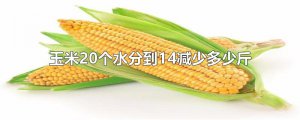 ​玉米20个水分到14减少多少斤
