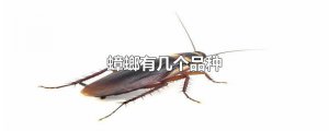 ​蟑螂有几个品种