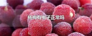 ​杨梅有虫子正常吗