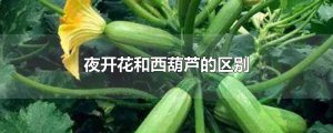 ​夜开花和西葫芦的区别