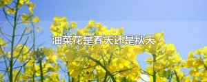 ​油菜花是春天还是秋天