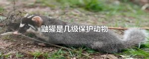 ​鼬獾是几级保护动物
