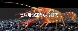 ​七八月份还有小龙虾吗