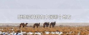​野骆驼种群在中国哪个地方
