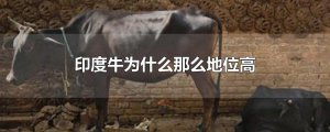 ​印度牛为什么那么地位高