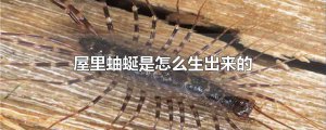 ​屋里蚰蜒是怎么生出来的