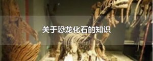 ​关于恐龙化石的知识