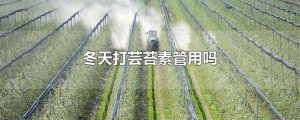 ​冬天打芸苔素管用吗