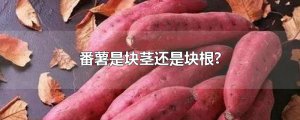​番薯是块茎还是块根?