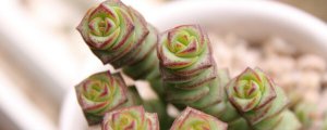 钱串串绿植的养护方法（钱串串绿植的养护小技巧）