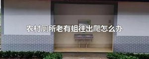 ​农村厕所老有蛆往出爬怎么办