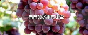 ​一串串的水果有哪些