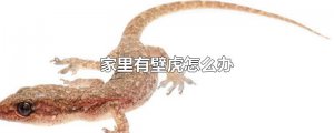 ​家里有壁虎怎么办