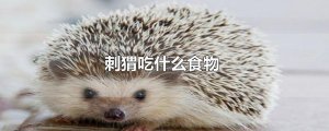 ​刺猬吃什么食物