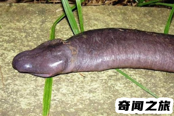 世界上最丑的蛇巴西盲蛇(浑身皱巴神似男性生殖器)(2)_