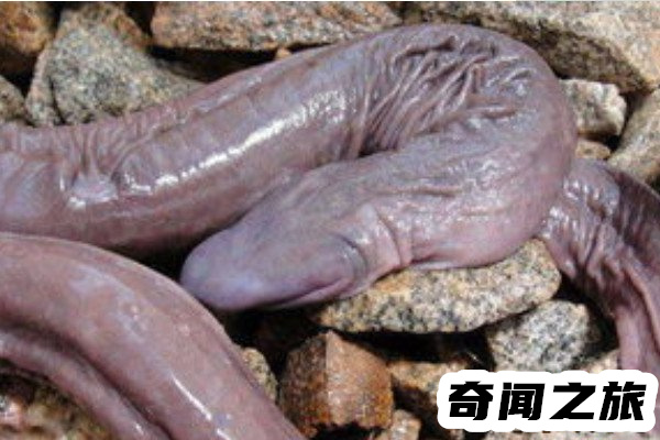 世界上最丑的蛇巴西盲蛇(浑身皱巴神似男性生殖器)(1)_