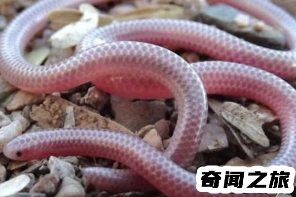 世界上最丑的蛇巴西盲蛇(浑身皱巴神似男性生殖器)(4)_