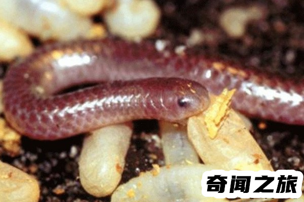 世界上最丑的蛇巴西盲蛇(浑身皱巴神似男性生殖器)(3)_