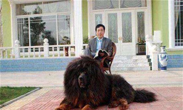 世界上最大的藏獒（藏獒在中国也是最大的一种藏獒）(3)_