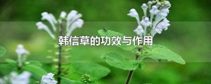 ​韩信草的功效与作用