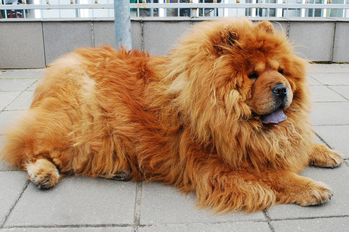 中国名犬有哪些品种（我国值得骄傲的4种名犬）