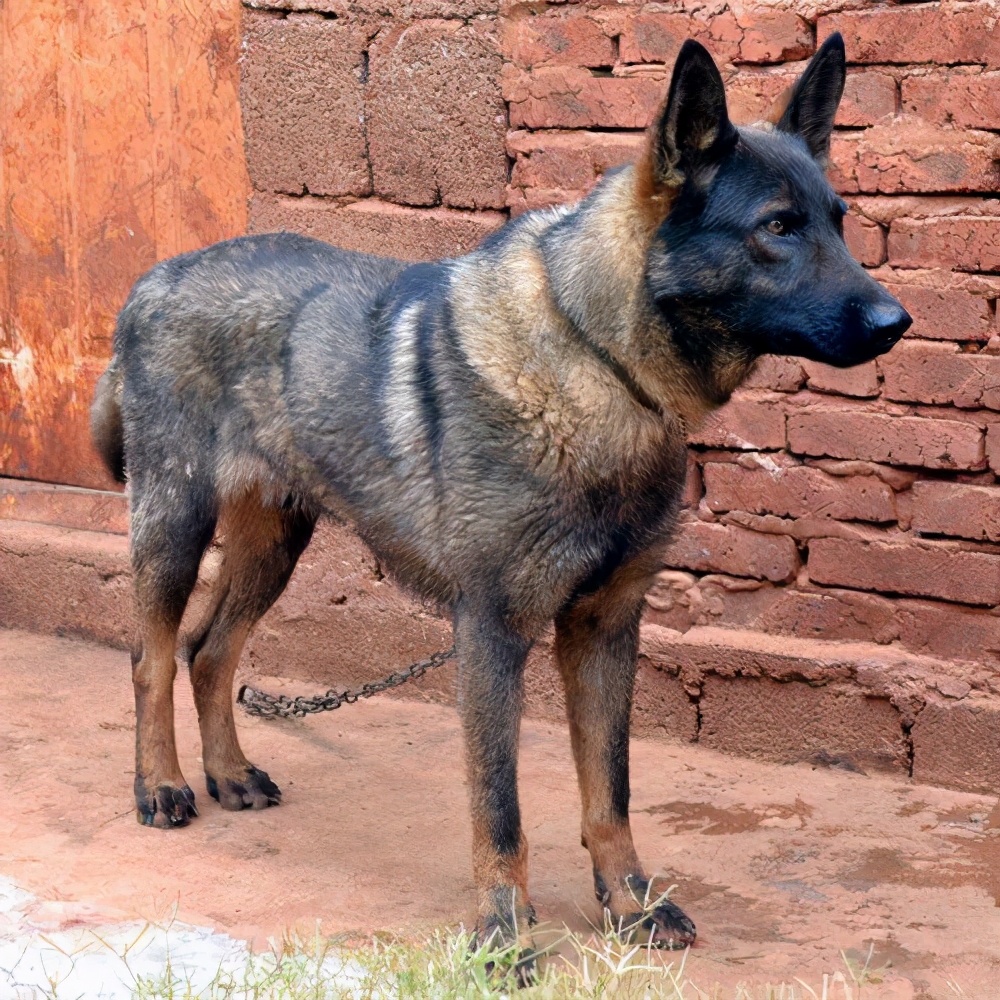 中国名犬有哪些品种（我国值得骄傲的4种名犬）