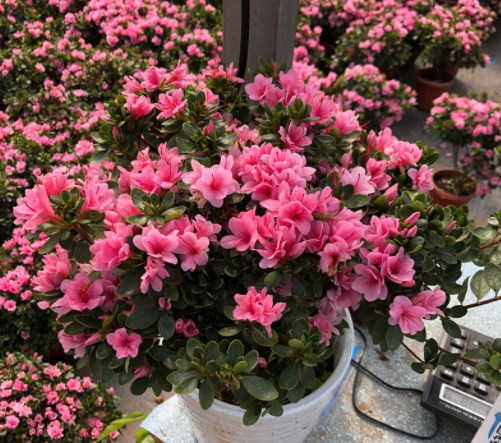 北方四季常青耐寒庭院绿植（分享32种最耐寒的植物）