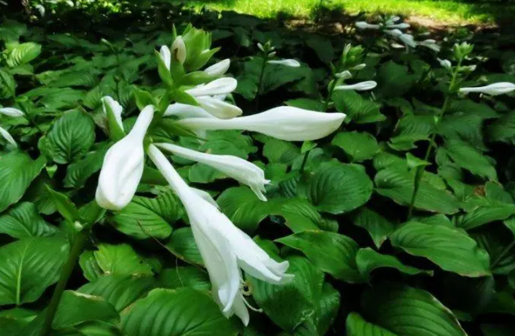 北方四季常青耐寒庭院绿植（分享32种最耐寒的植物）