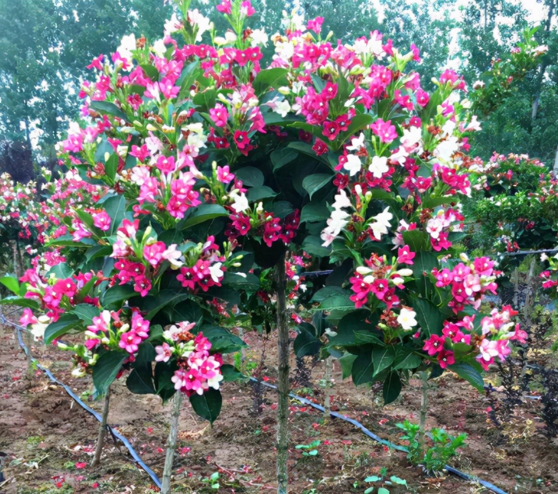 北方四季常青耐寒庭院绿植（分享32种最耐寒的植物）