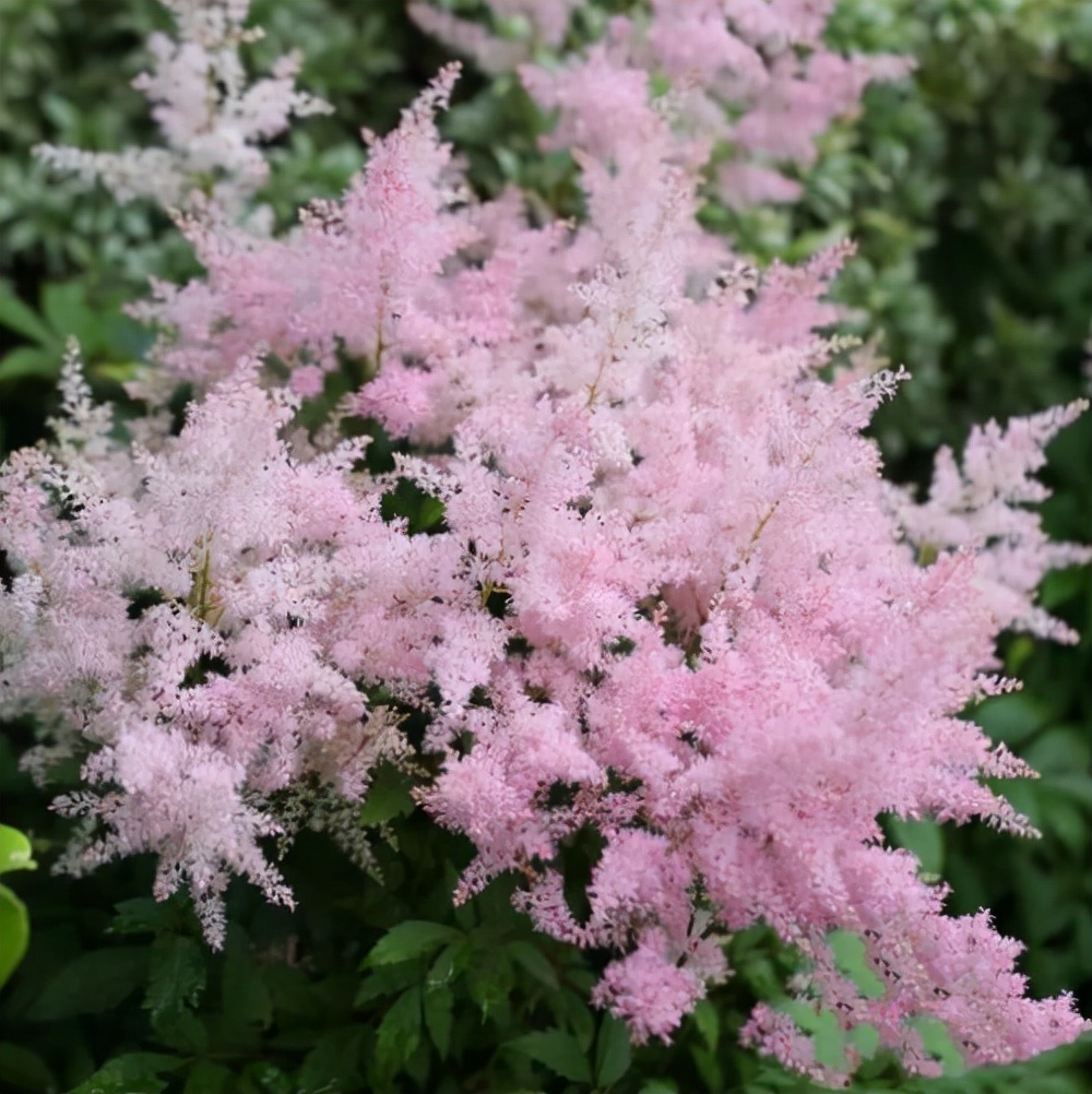 北方四季常青耐寒庭院绿植（分享32种最耐寒的植物）