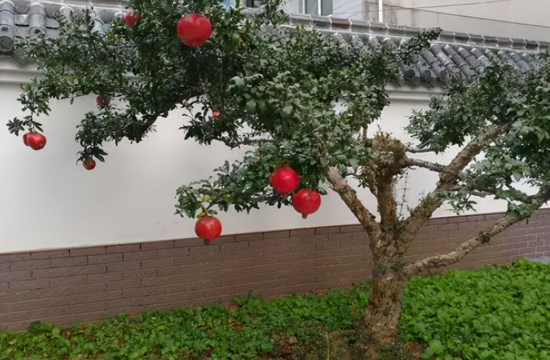 北方四季常青耐寒庭院绿植（分享32种最耐寒的植物）