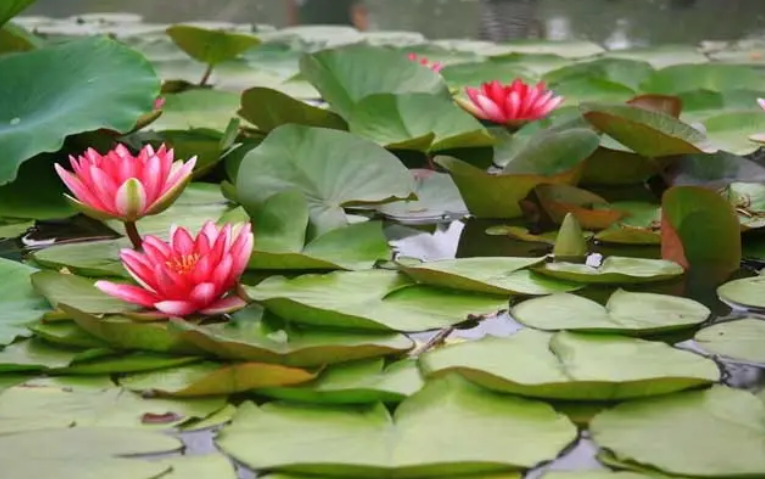 北方四季常青耐寒庭院绿植（分享32种最耐寒的植物）